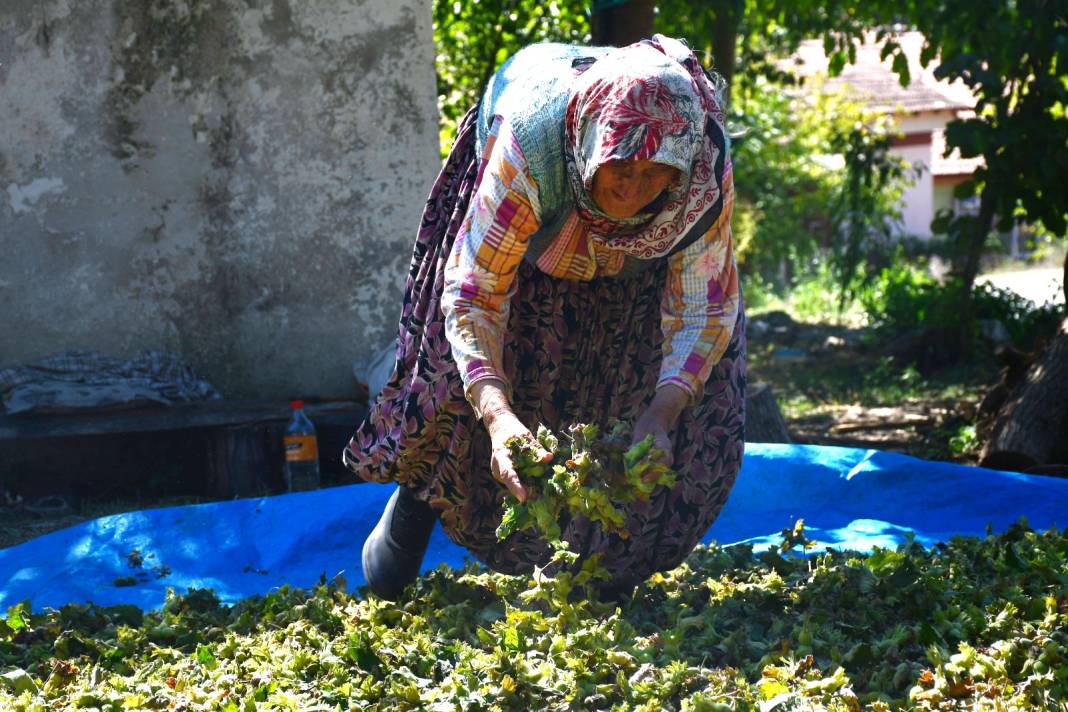 Hasat bitti: Arazinin eğimi nedeniyle ürünü kurumaya böyle bıraktılar 9